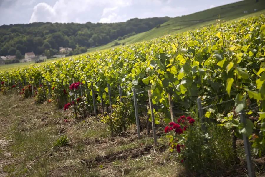 Side view of grapes fields