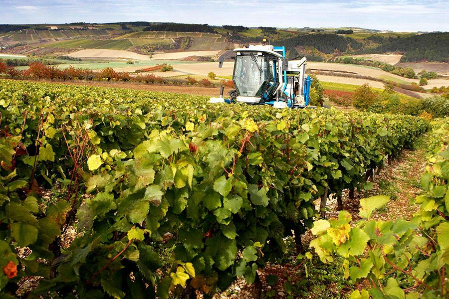 Domaine Fillon vineyard in production