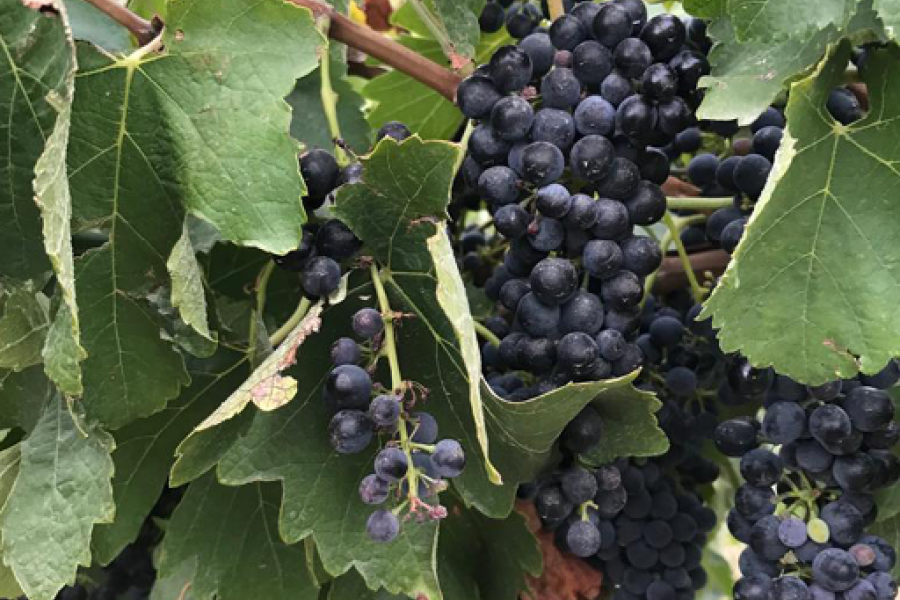 A bunch of grapes surrounded by leaves