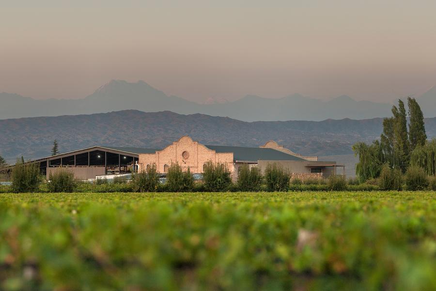 View of the vineyards of Las Perdices