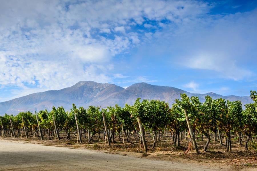 View of the Maola vineyard on the side