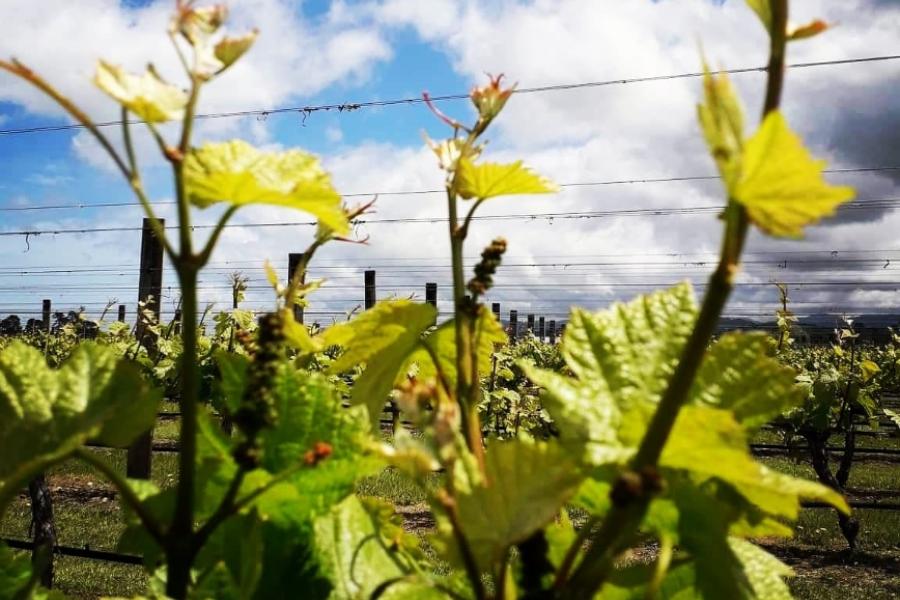 Front view of a crop of grapes