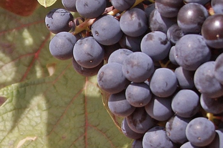 Cluster of red grapes