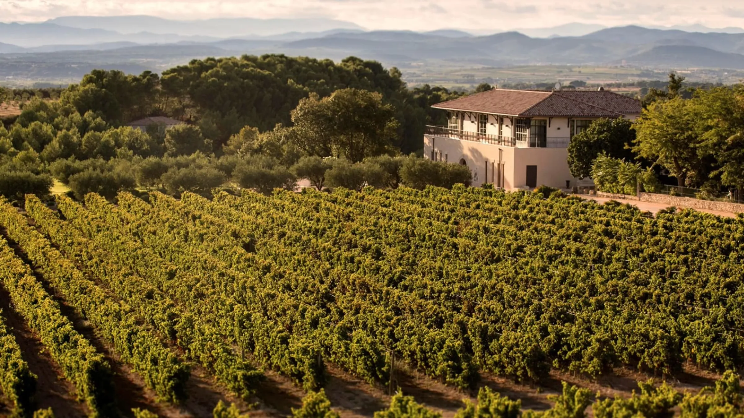 Eagle view of the vines with a house in the background