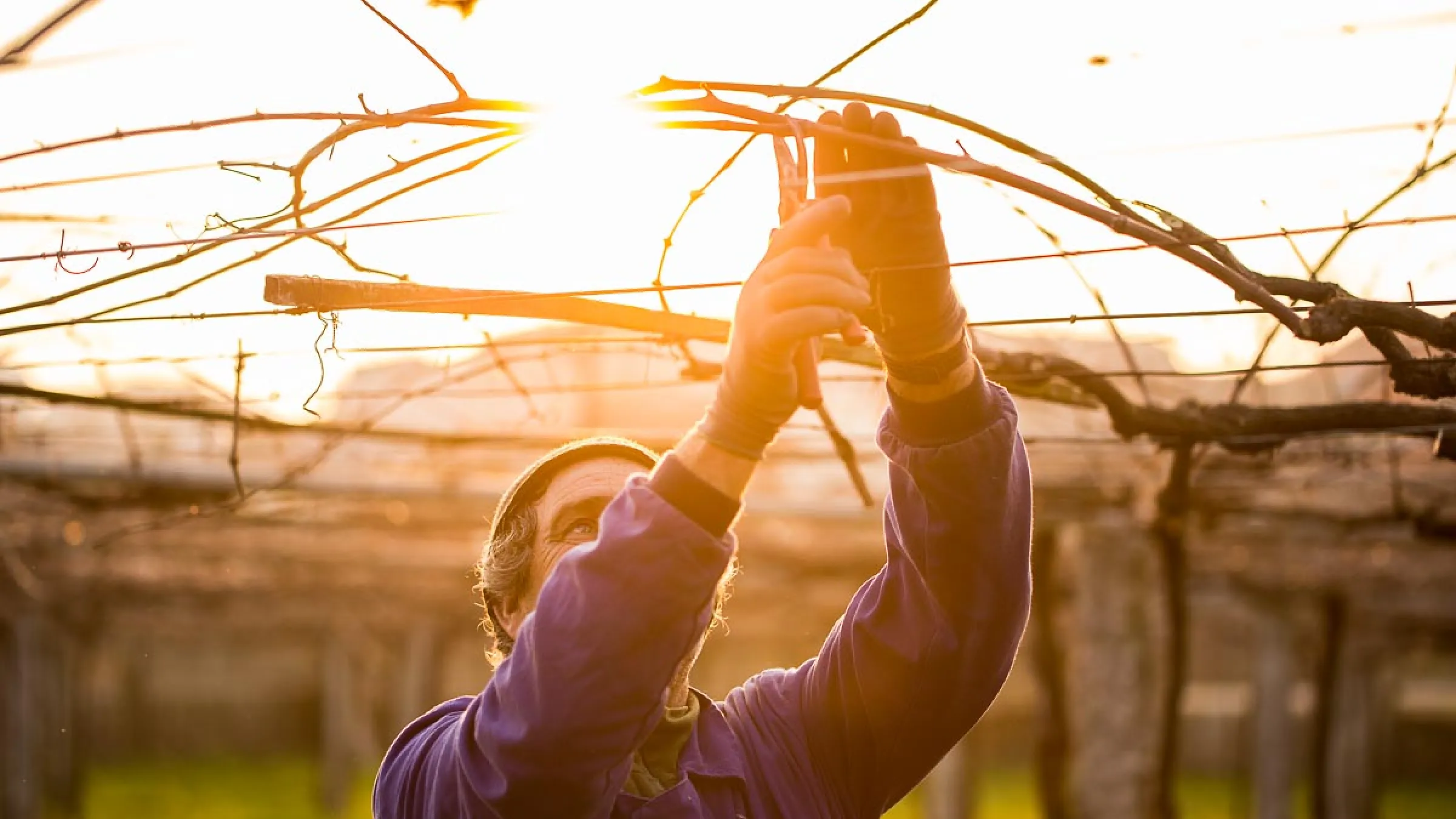 memeber of the attis team trimming the vines 