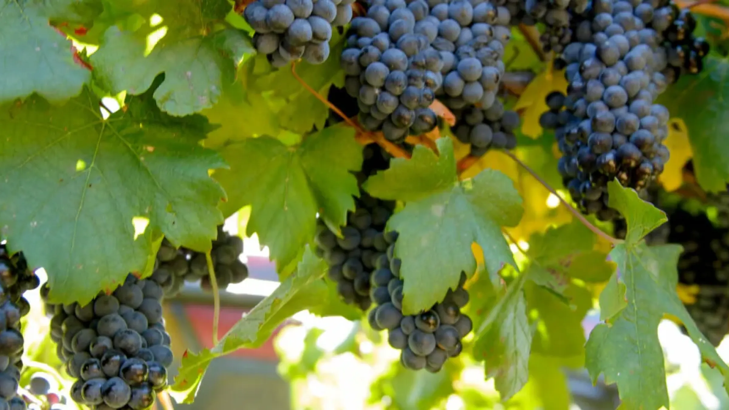 Front view of bunches of grapes 