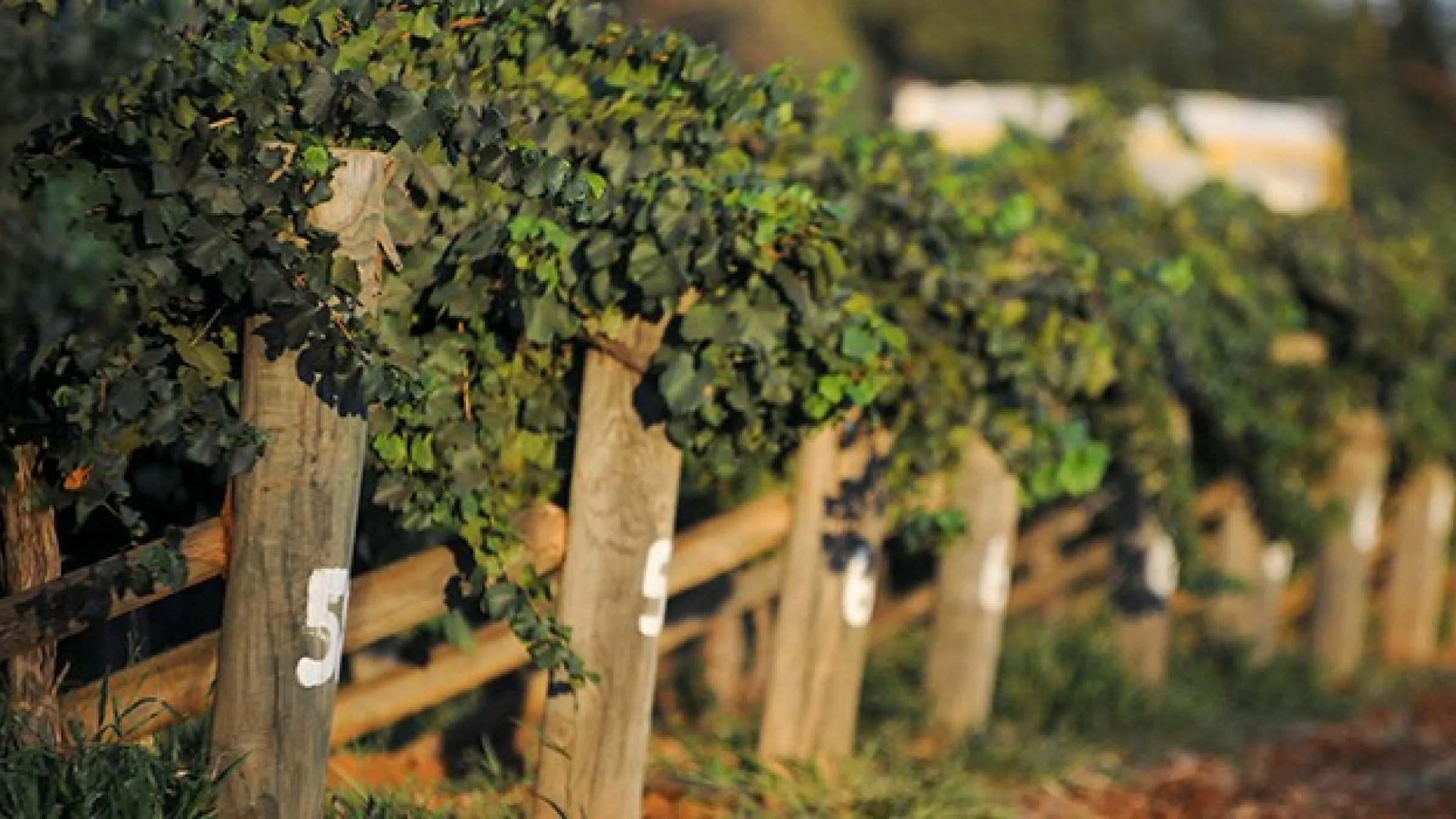 View of a fence covered in grape vines
