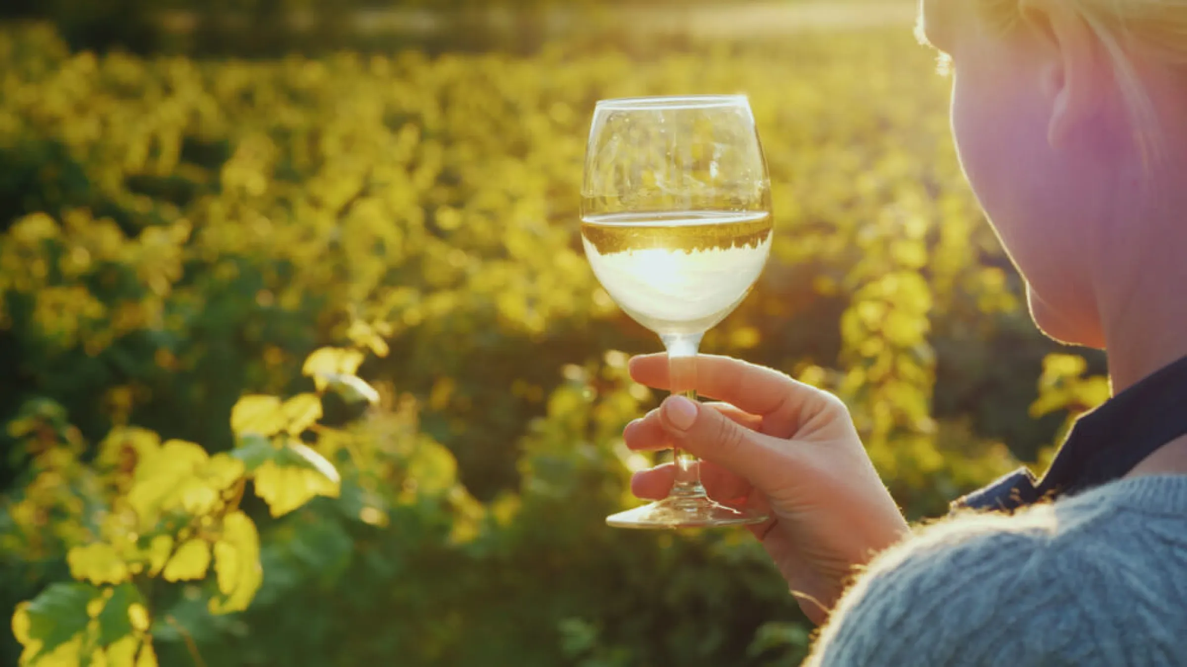  A person holding a glass of wine in a field of grapes