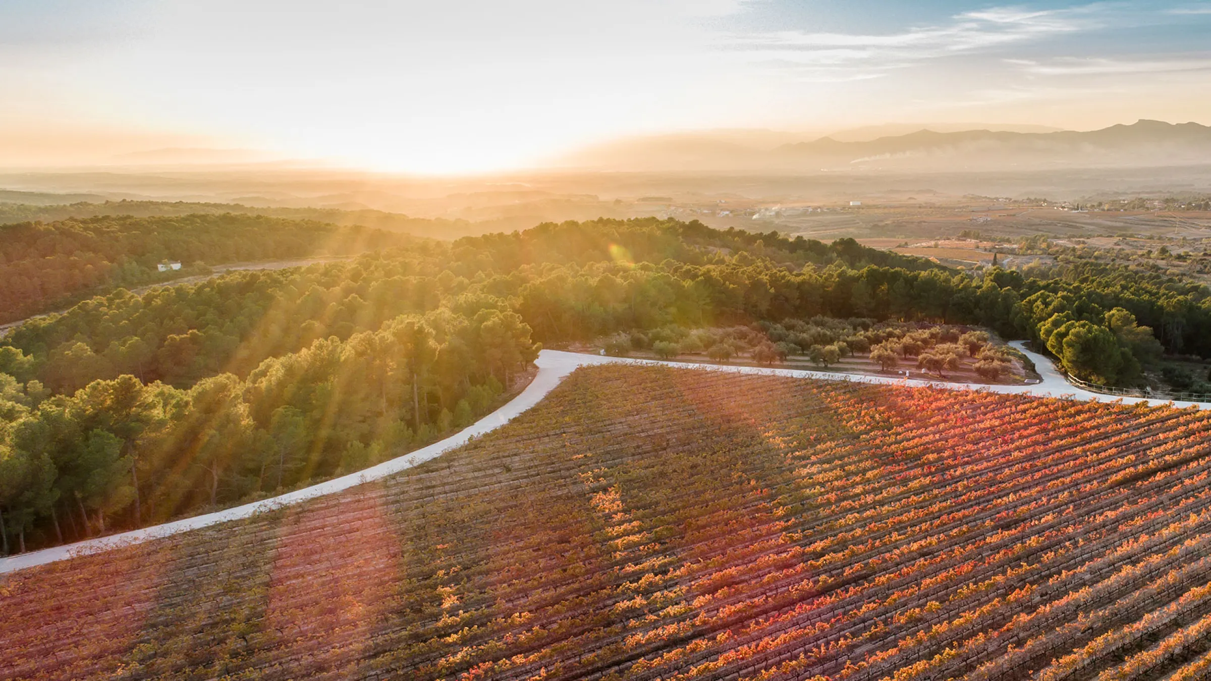 Eagle view of the vines with the sunset