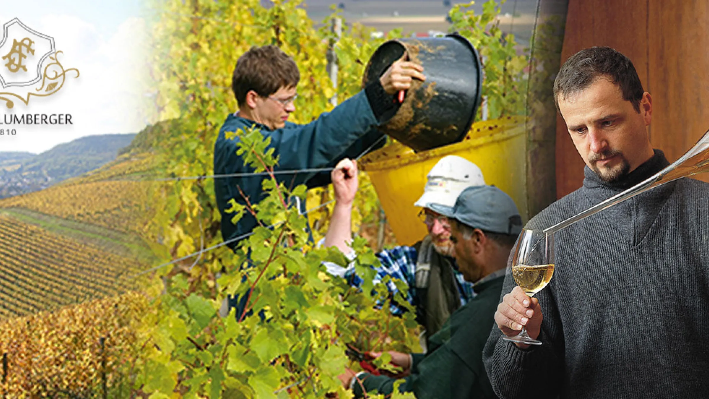 Collage of a vineyard, persons extracting grapes, and a person pouring wine 