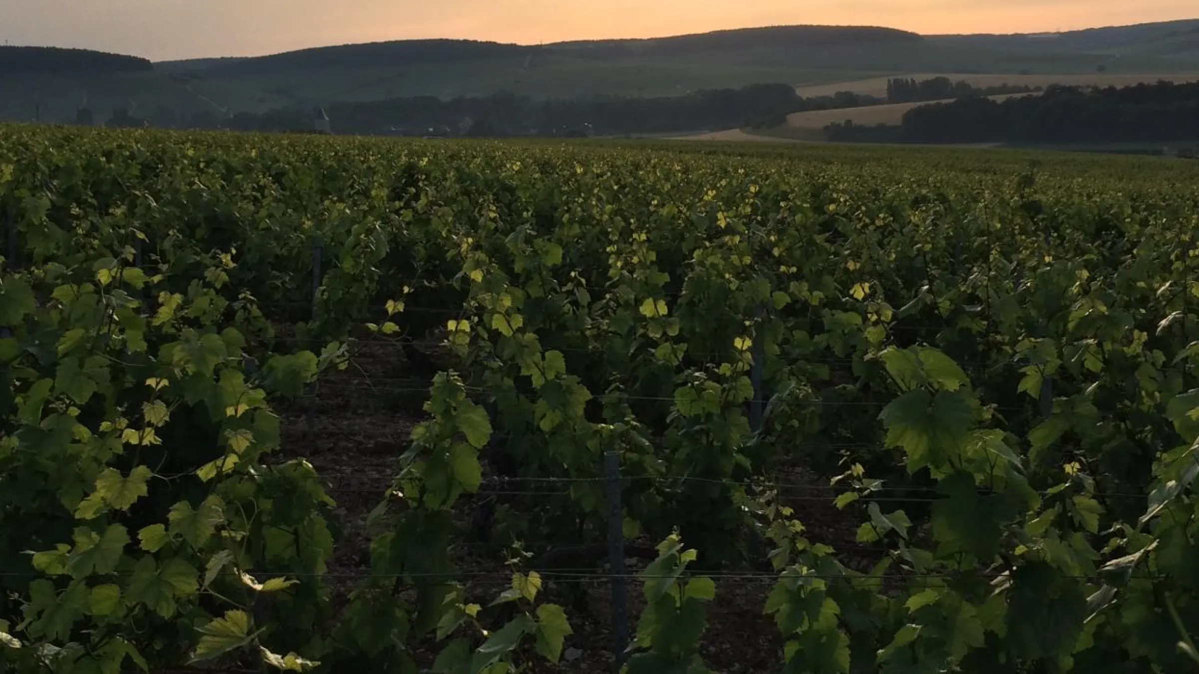 Close up of the vineyard with the sunset