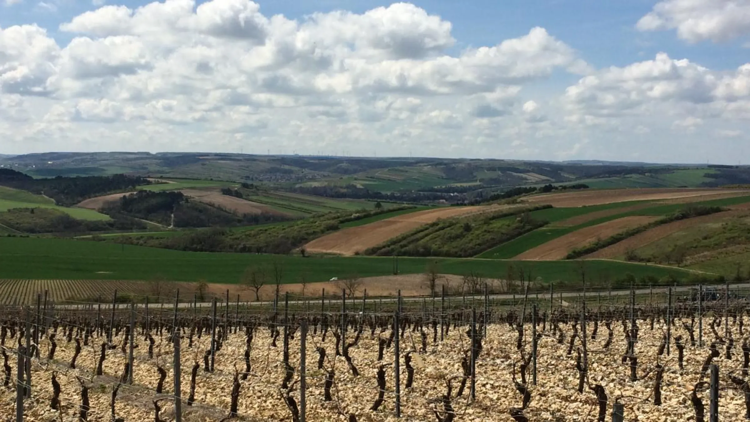 Crop of the vineyard with valleys in the backrground