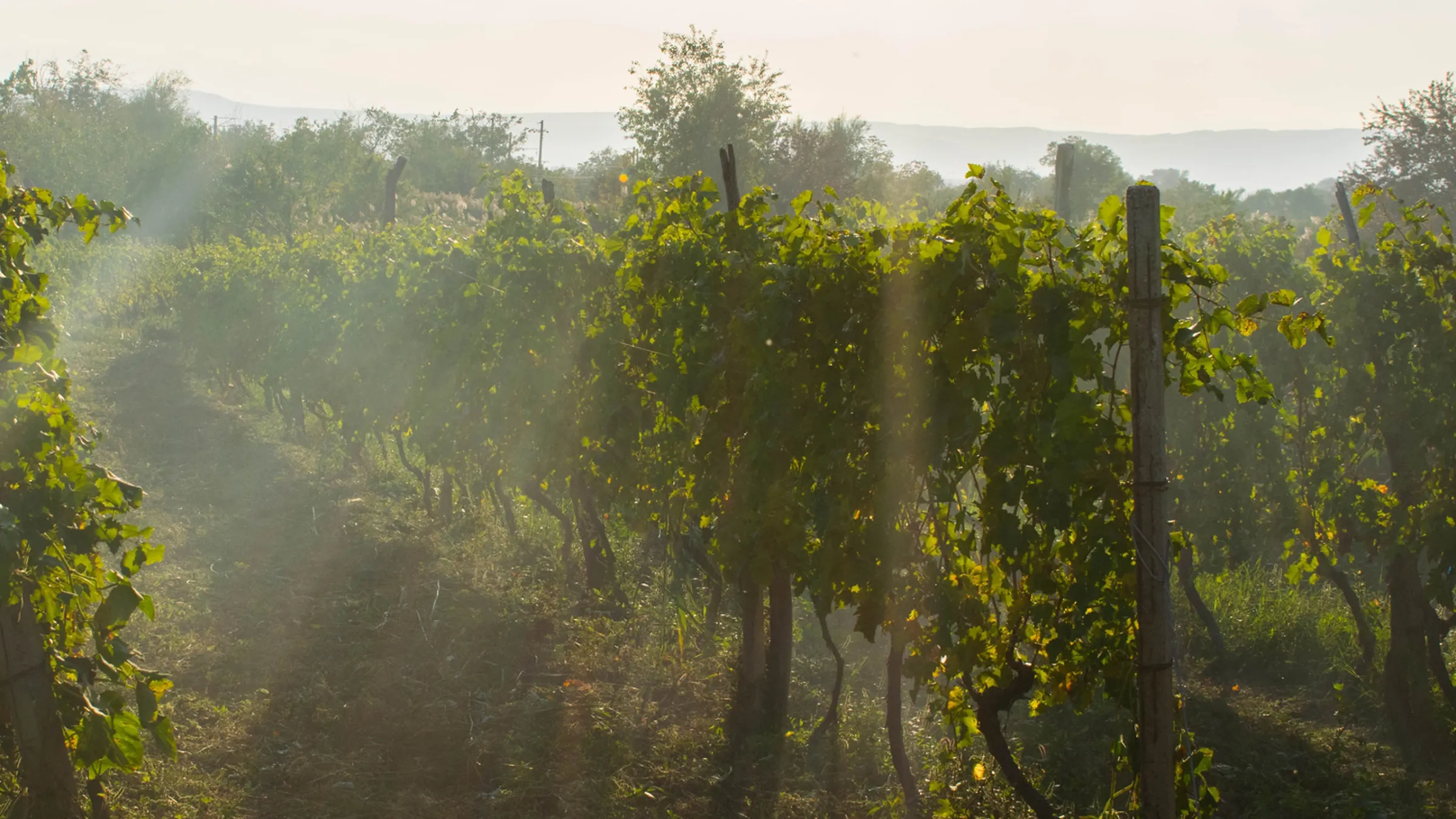 Front view of the vineyard