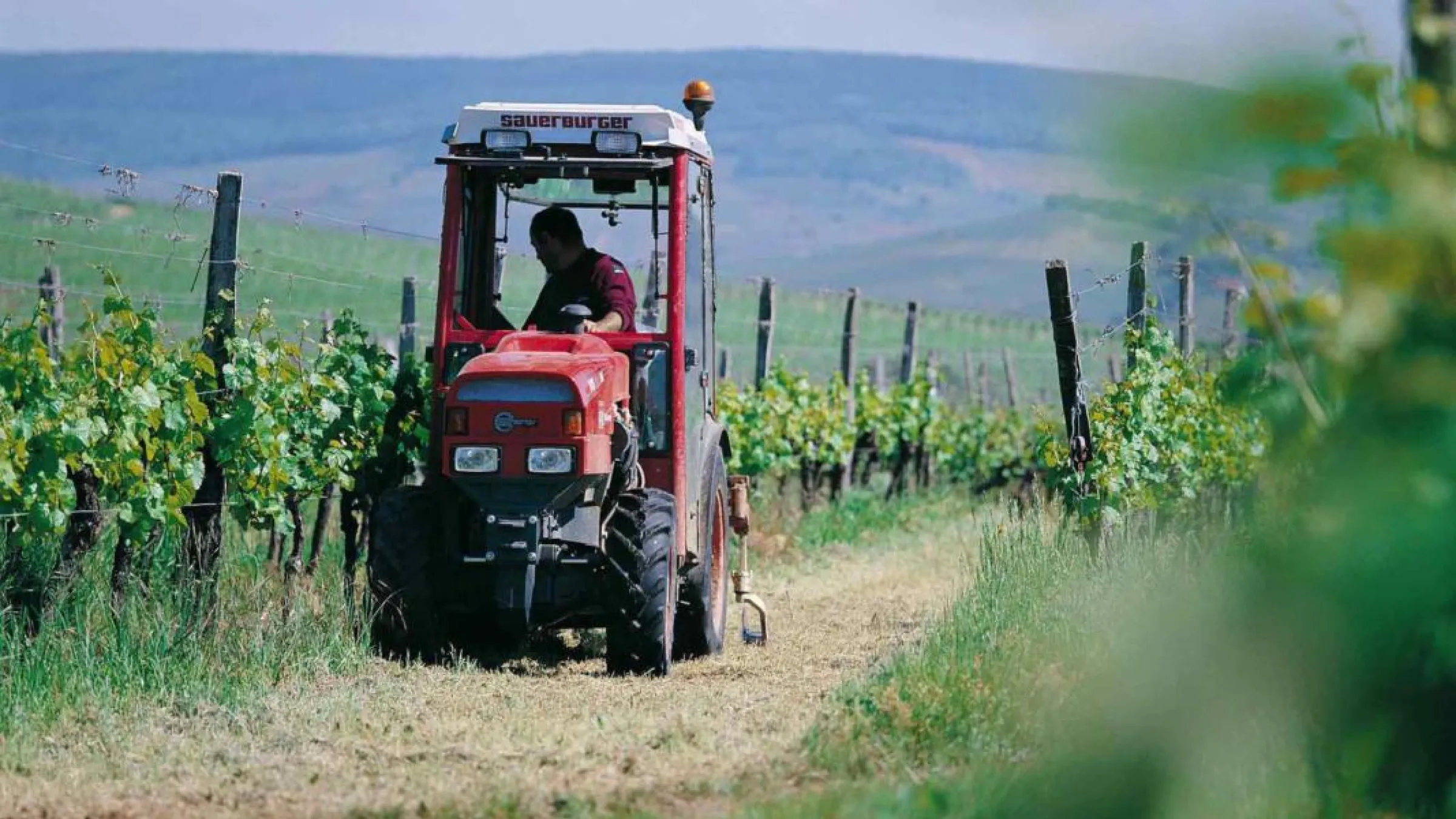 A red truck driven by a person in a vineyard