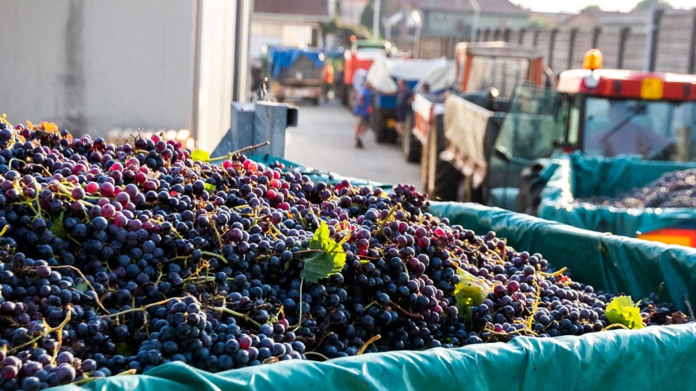 Grapes ready for the next step of the production