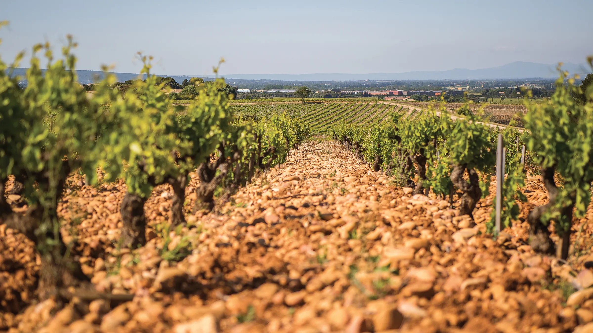 View of an aisle of the vineyard