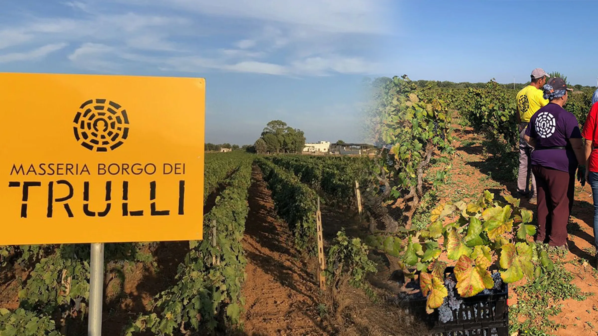 Collage of photos of vineyards, and people paying attention to the vineyard