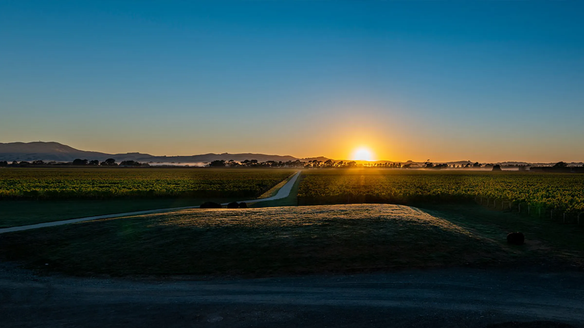 Panoramic view of Matahiwi Estate vineyards