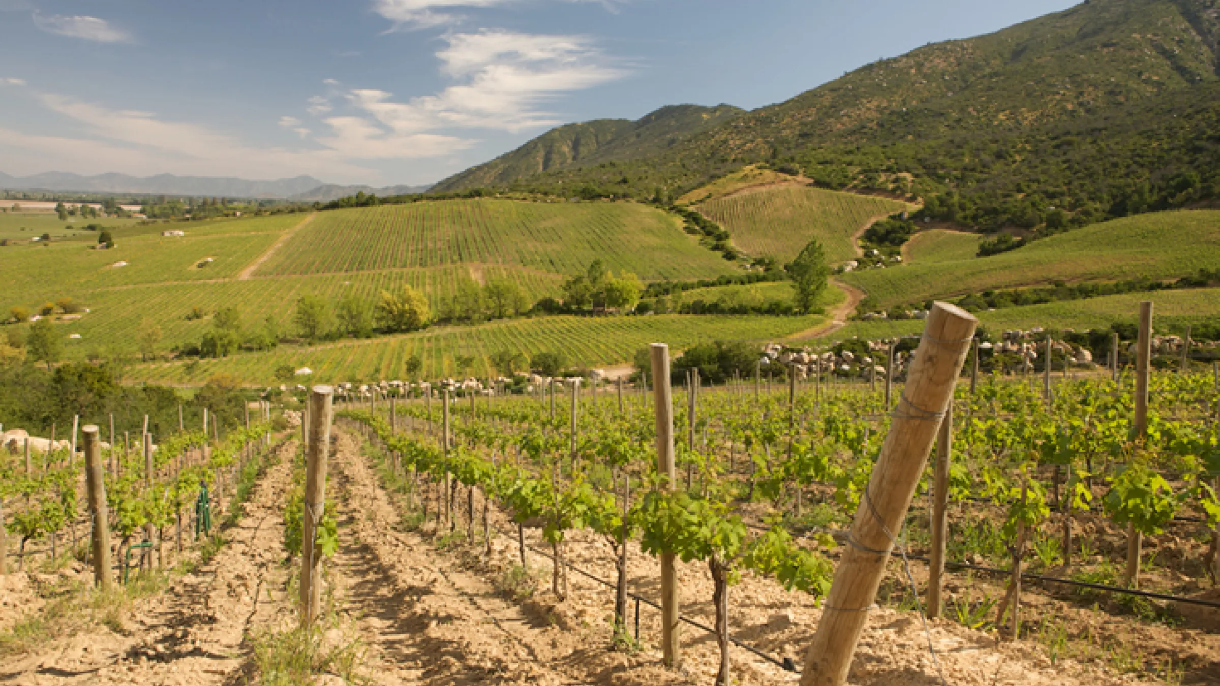 View of the Valley of Colchagua Chile