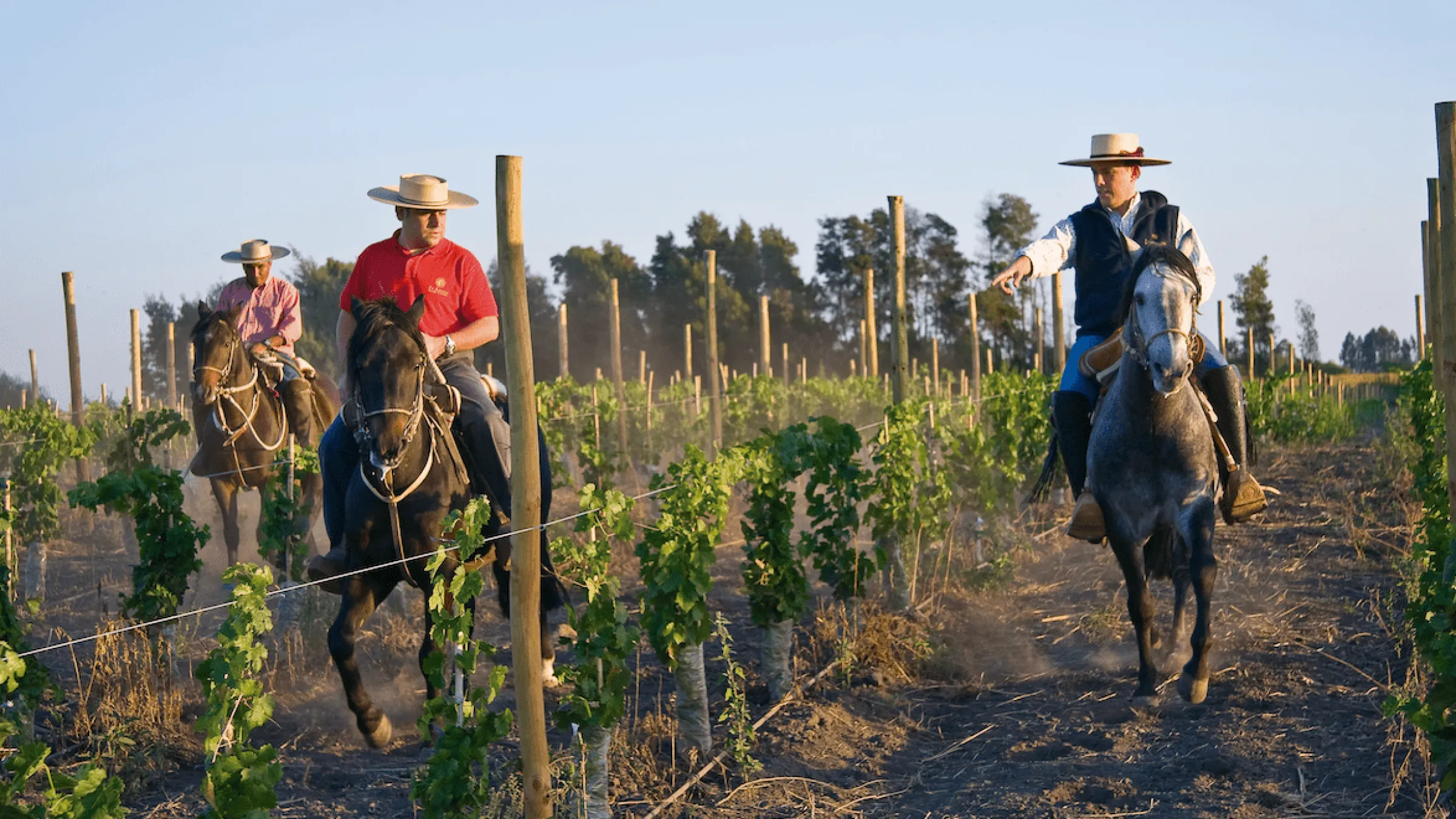 Three persons riding horses in the middle of a vineyard