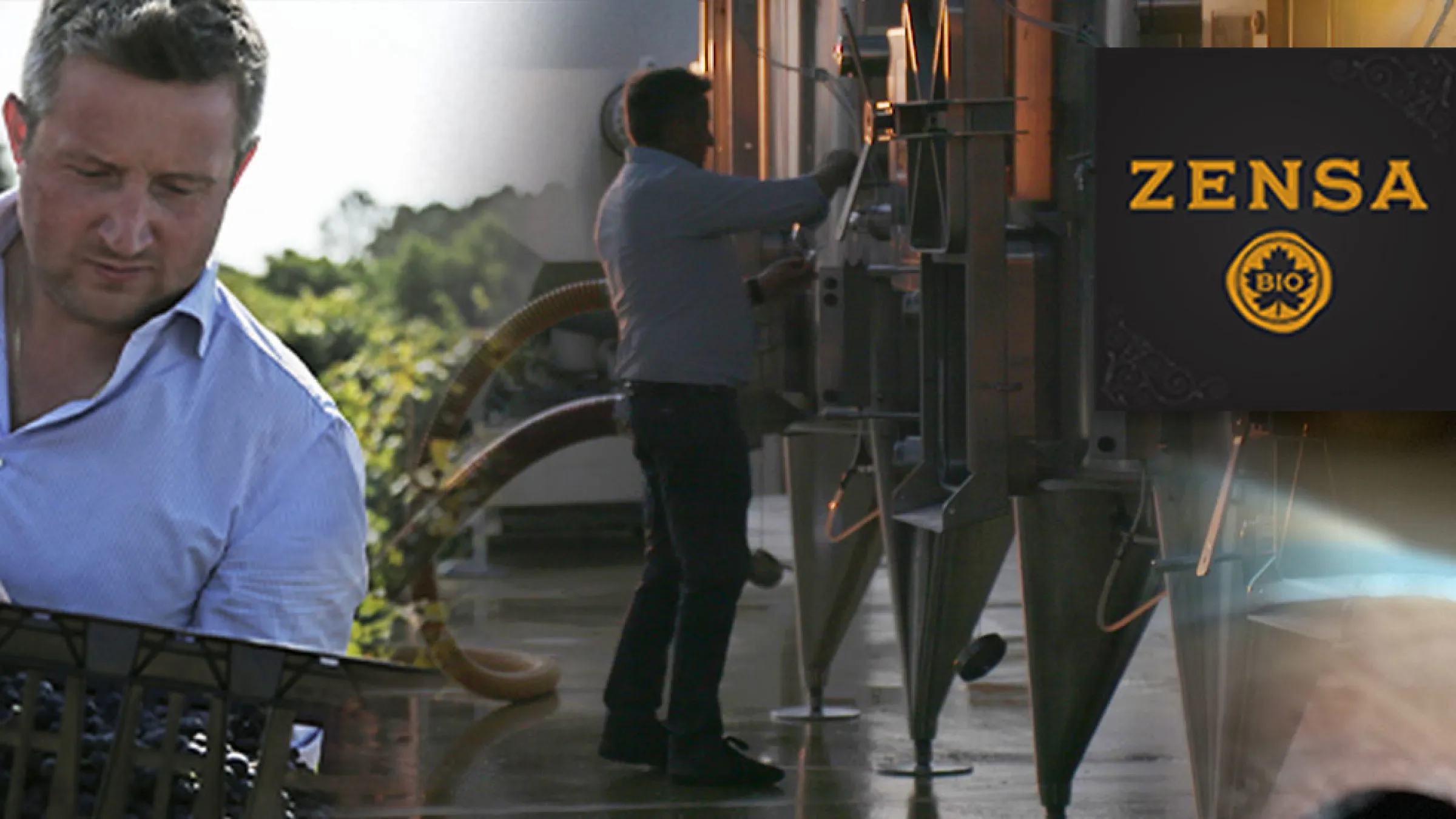 Collage of a person with a box grapes, the Zensa logo and images of production